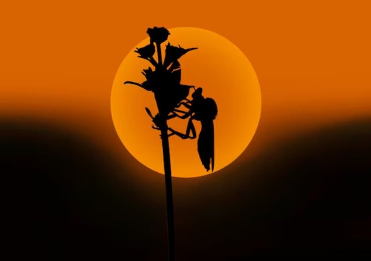 Moon Shayari In Hindi
