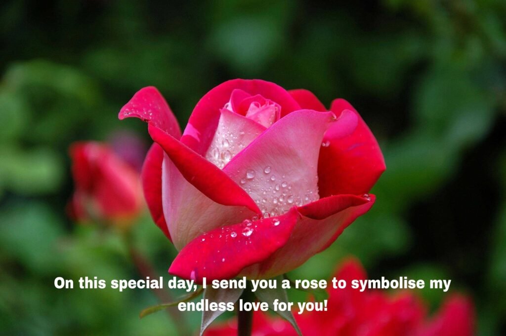 Best Rose Day shayari in Hindi